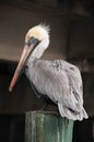 Pelican Royalty Free Stock Photo