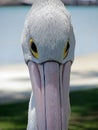 Pelican Royalty Free Stock Photo