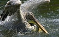 Pelican Royalty Free Stock Photo