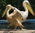 Pelican Royalty Free Stock Photo