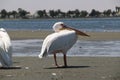 pelican