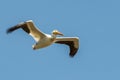 Pelican in the air