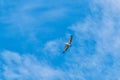 Pelican at he Alcoa Wellard wetlands in Perth Royalty Free Stock Photo