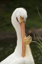 Pelican American white pelican grooming her feathers Royalty Free Stock Photo