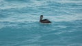 Pelican, aquatic bird in Cancun Beach, Mexico