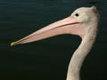 Pelican - Australia Royalty Free Stock Photo
