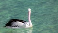 pelican Australia sea Royalty Free Stock Photo