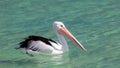 pelican Australia sea Royalty Free Stock Photo