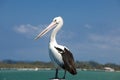 Pelican, closeup of Australian pelican standing on ocean bay, waiting for catch. East Australia