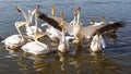 Pelican, Awassa, Ethiopia, Africa