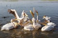 Pelican, Awassa, Ethiopia, Africa