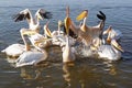 Pelican, Awassa, Ethiopia, Africa