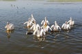 Pelican, Awassa, Ethiopia, Africa