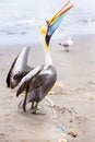 Pelican on Ballestas Islands,Peru South America in Paracas National park. Royalty Free Stock Photo