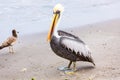 Pelican on Ballestas Islands,Peru South America in Paracas National park Royalty Free Stock Photo