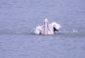 Pelican Bath in Lake Water
