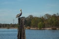Pelican on the Bayou Royalty Free Stock Photo