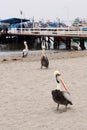 Pelican beach