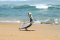 Pelican Beach