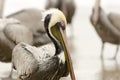 Pelican on Beach Royalty Free Stock Photo