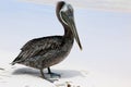 Dominican Republic, Punta Cana - pelican on the beach