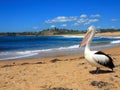 Pelican at beach of coastal area Sydney, Australia Royalty Free Stock Photo