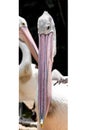 Pelican beak full size view with white framing on side Royalty Free Stock Photo