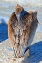 Pelican with Beak Tucked Backward!! Royalty Free Stock Photo