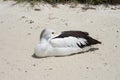 Pelican with Beak Tucked In Royalty Free Stock Photo