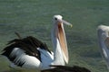 Pelican begging for food