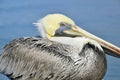 Pelican Royalty Free Stock Photo