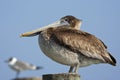 Pelican Bird Royalty Free Stock Photo