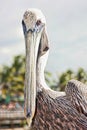 Pelican bird Royalty Free Stock Photo