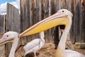 Pelican bird, blurred wooden farm fence background, more birds near, closeup detail to large beak Royalty Free Stock Photo