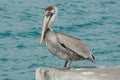 Pelican bird at the border of the sea