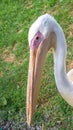 Pelican close up, a beautiful white bird with a long beak Royalty Free Stock Photo