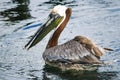 Pelican bird