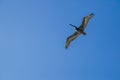 Pelican Bird flying