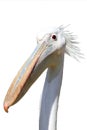 Pelican Bird Funny Face Royalty Free Stock Photo