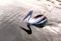 Pelican bird gliding on water
