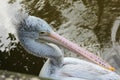 Pelican bird on the lake