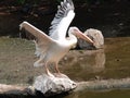 Pelican bird open wing Royalty Free Stock Photo