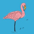 A pelican bird