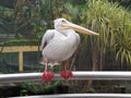 Pelican bird perched on metal bar