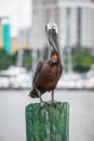 Pelican bird perched on a pole at St Petersburg Marina in Florida Royalty Free Stock Photo