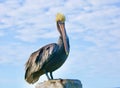 Pelican bird perched sky background