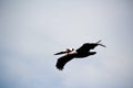 Pelican bird photograph