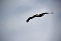 Pelican bird photograph