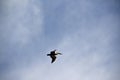 Pelican bird photograph