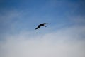 Pelican bird photograph